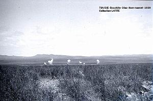 TUNISIE 1939  66 EME  REGIMENT D ARTILLERIE (27)